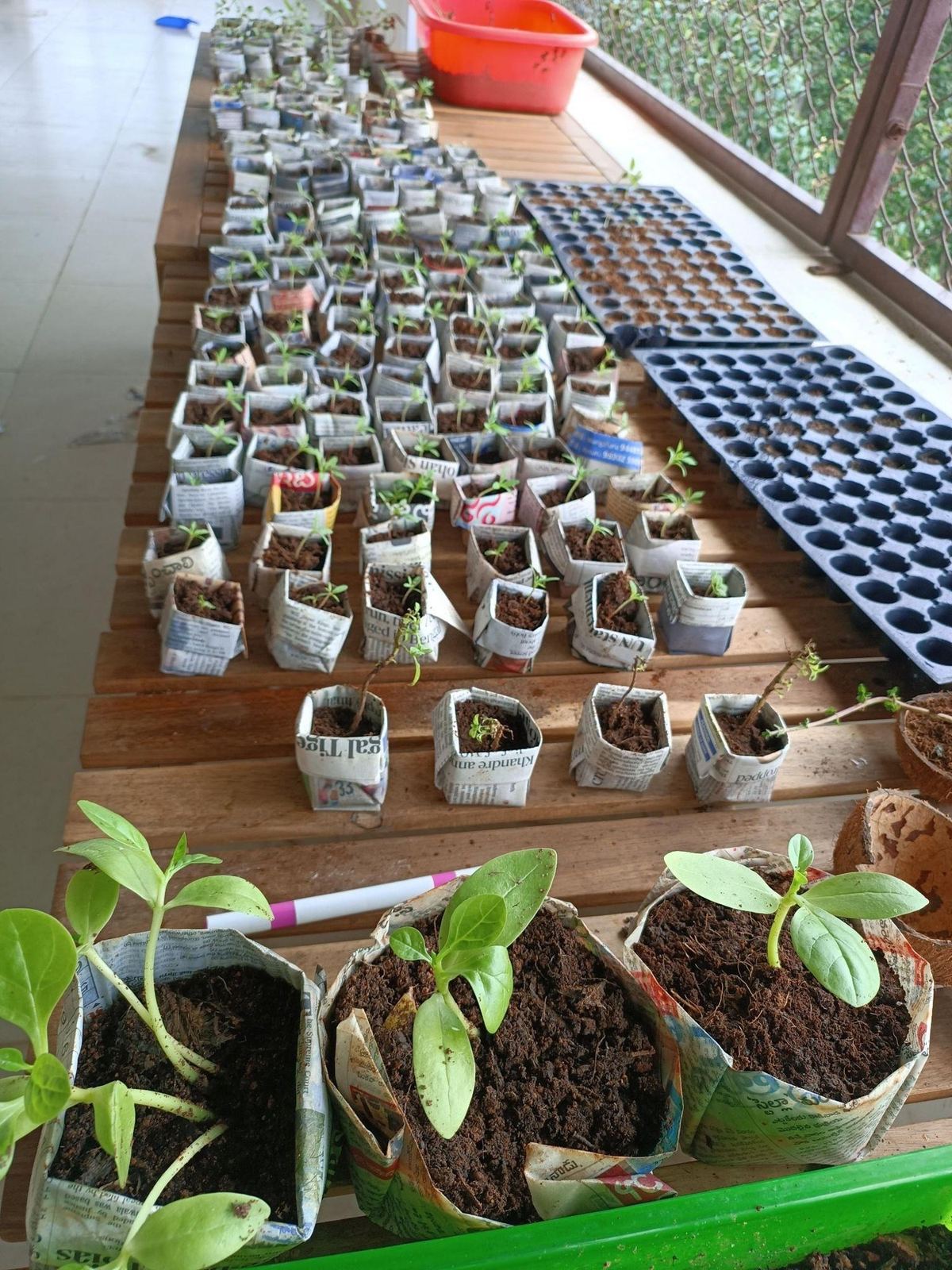 Seedlings coming up in a school nursery bed